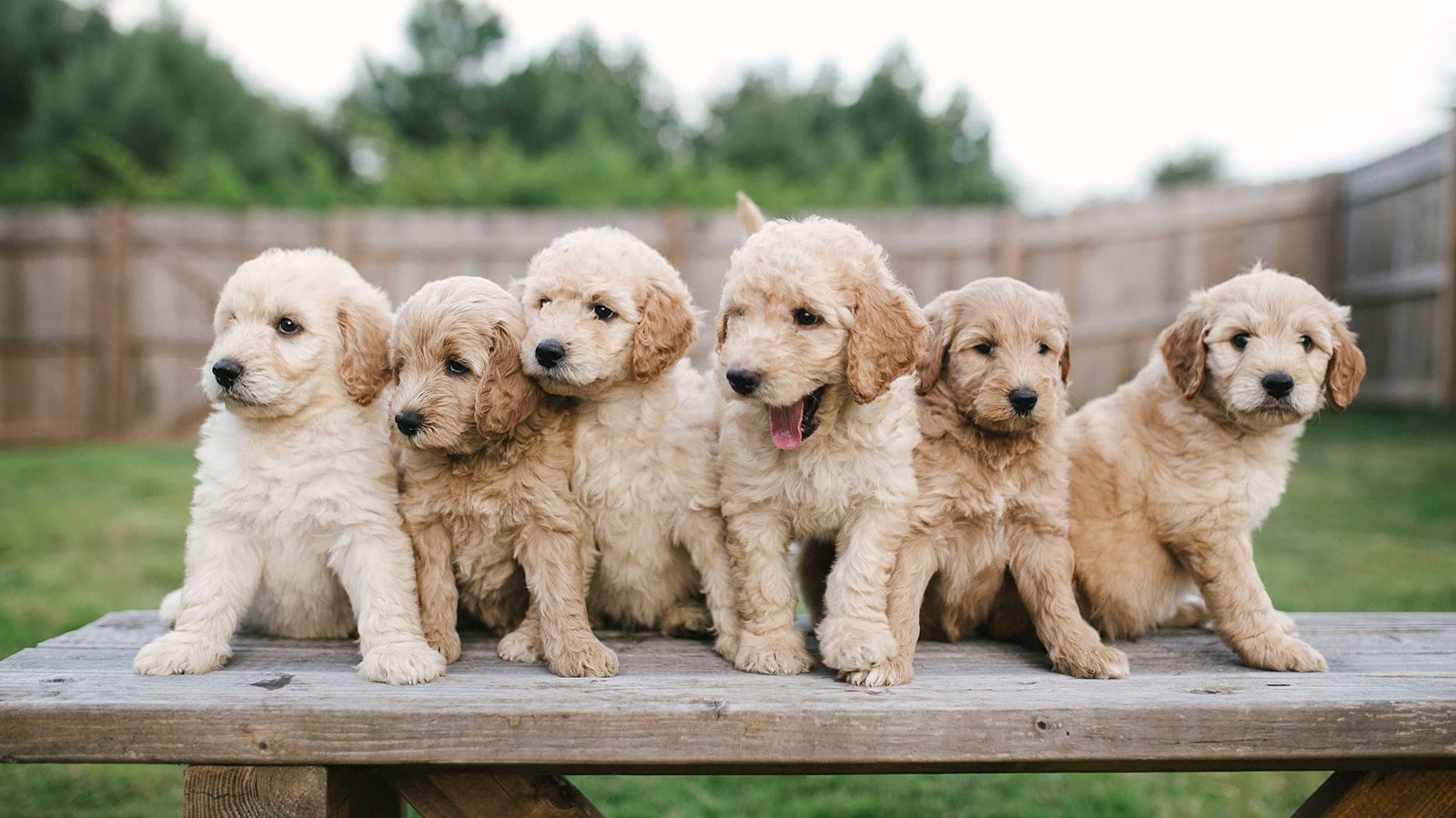 Available Puppies