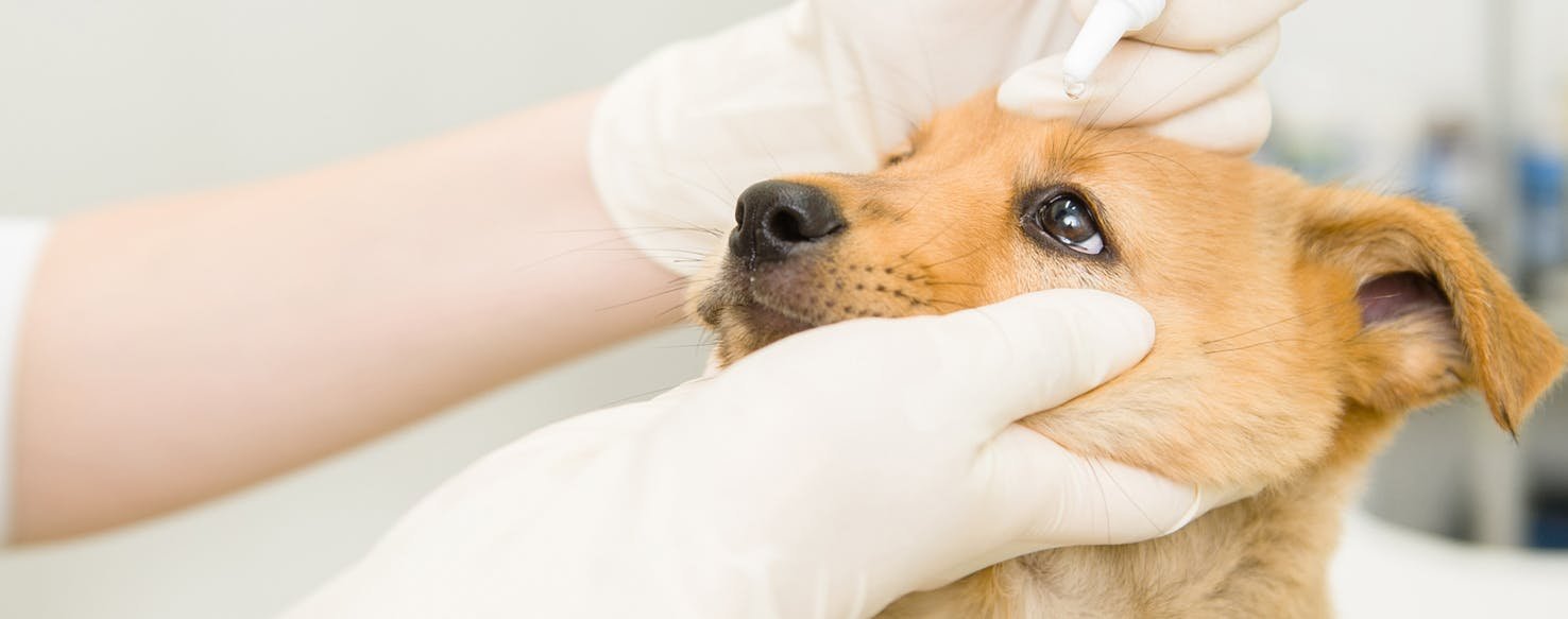 Health and Wellness: Keeping Your Doodle Happy and Healthy