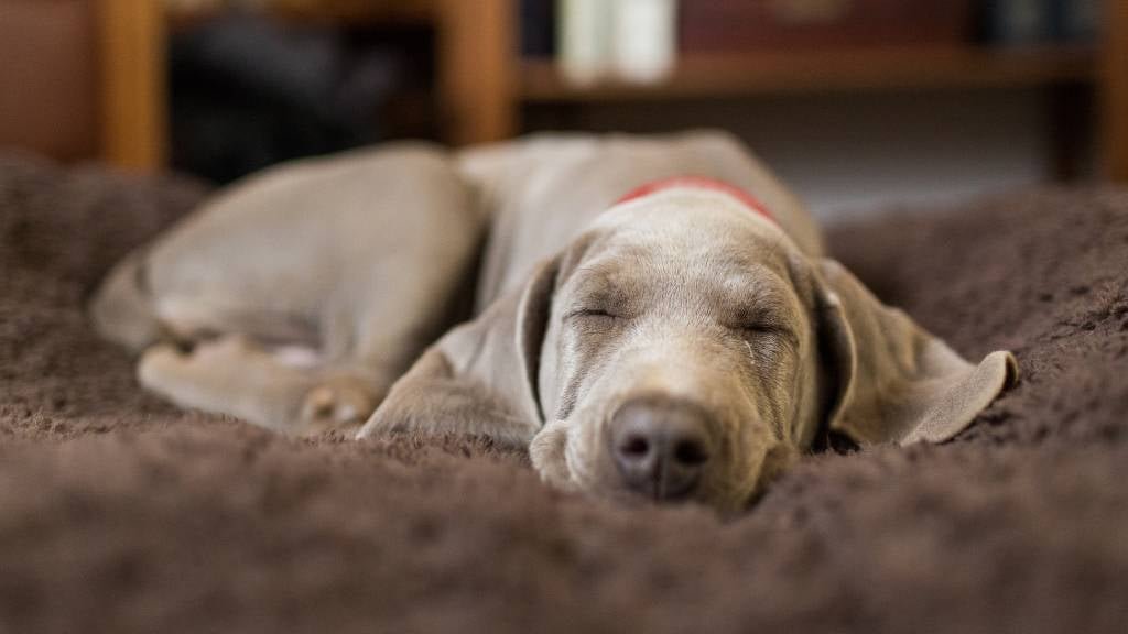 Preparing Your Home for a New Doodle Puppy