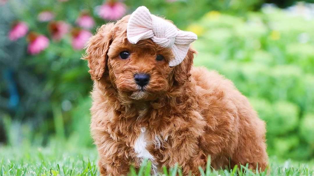 Cavapoo Puppies