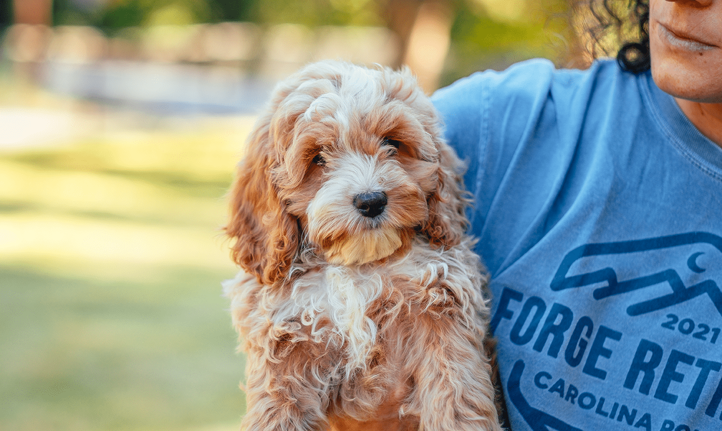 Cockapoo Puppies