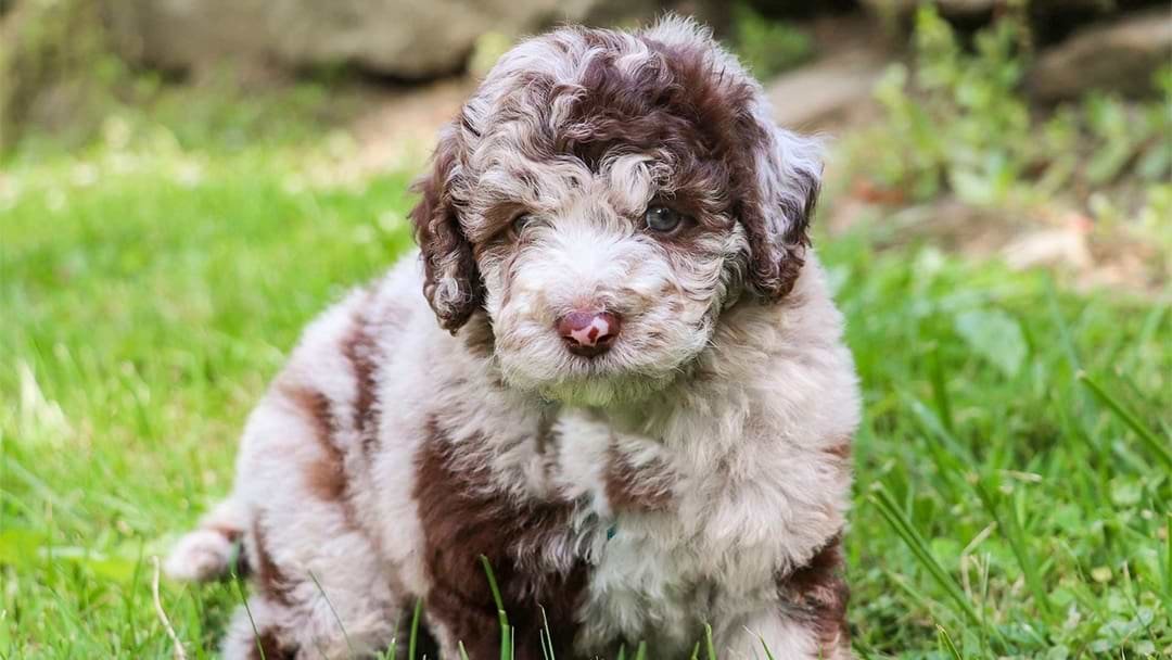 Sheepadoodle Puppies
