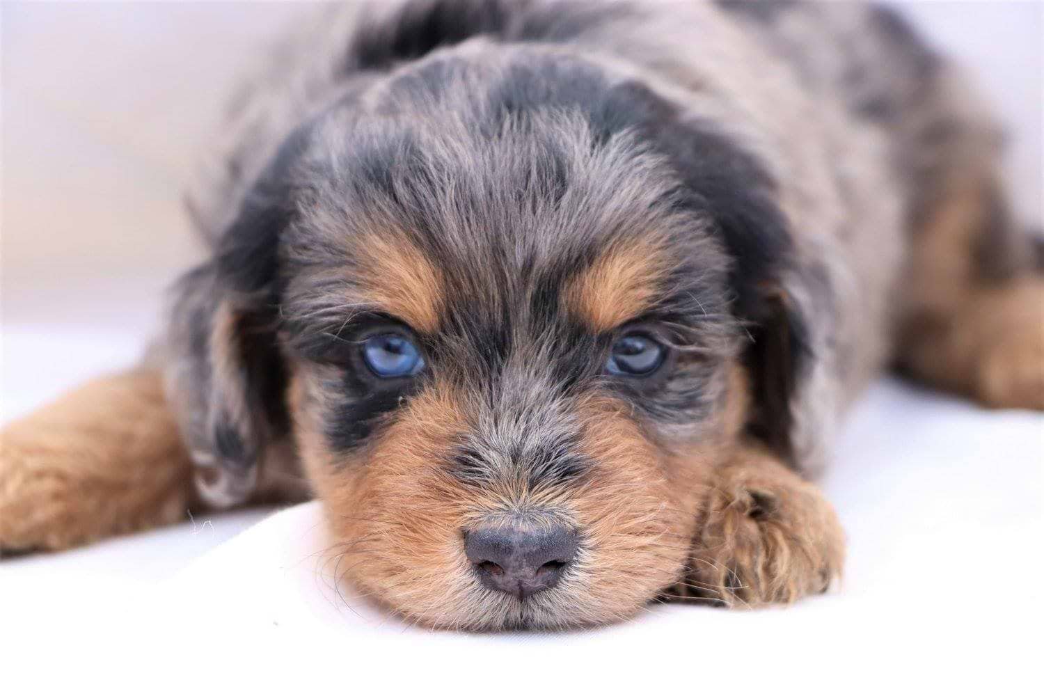 Aussiedoodle