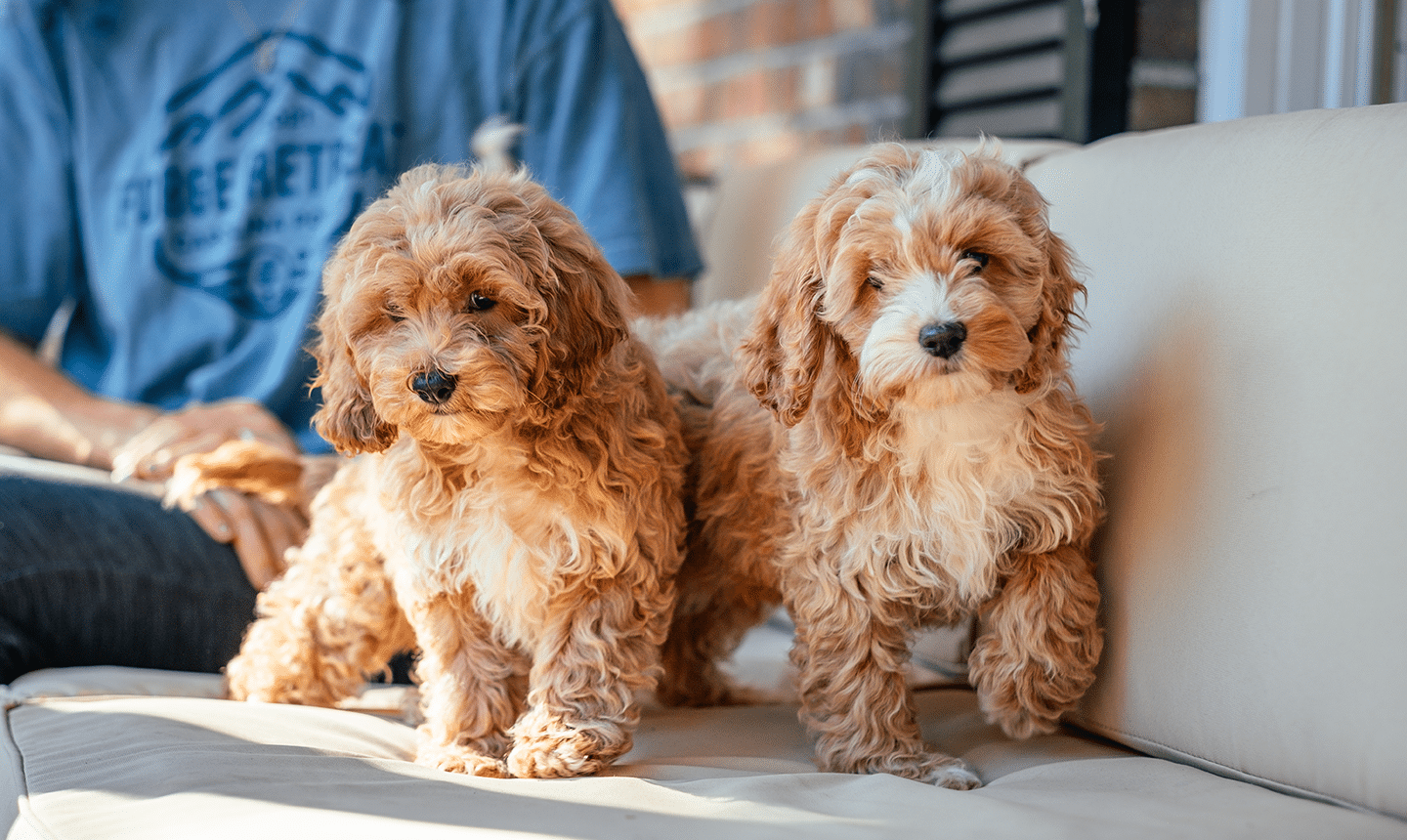 Cockapoo