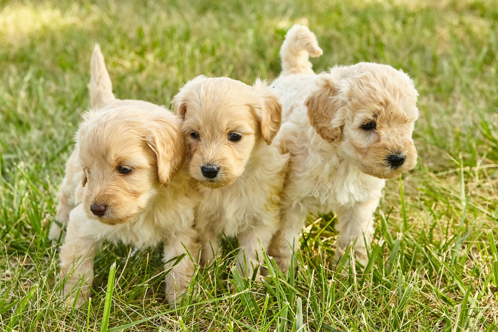 Goldendoodle