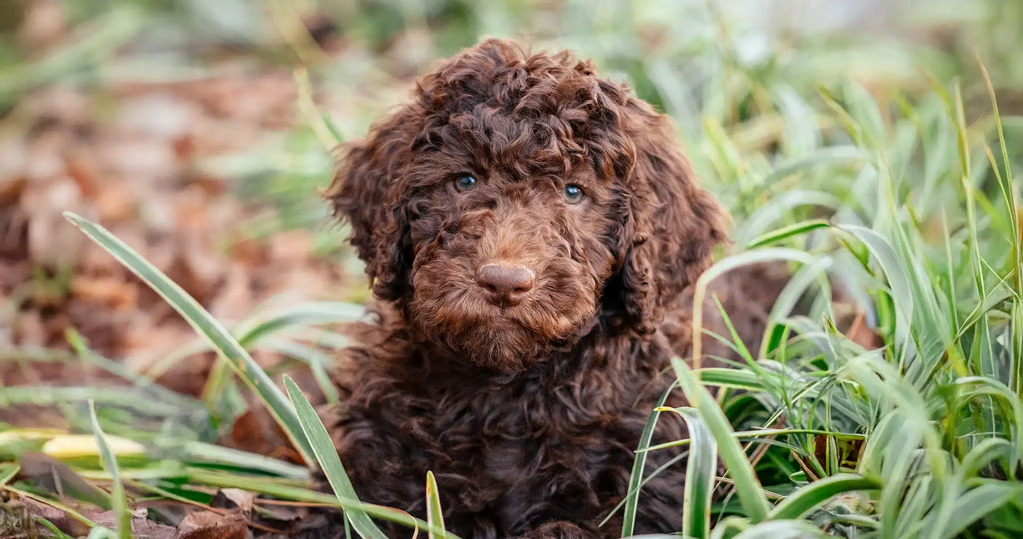 Labradoodle