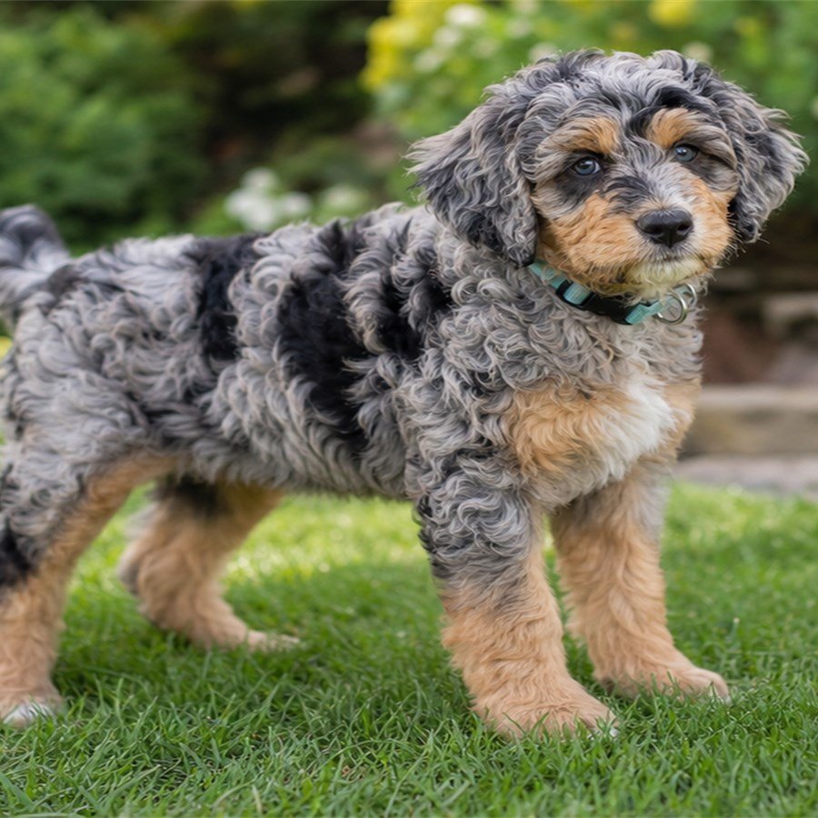 Scout
