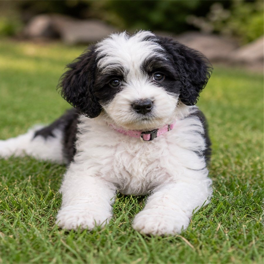 Skye