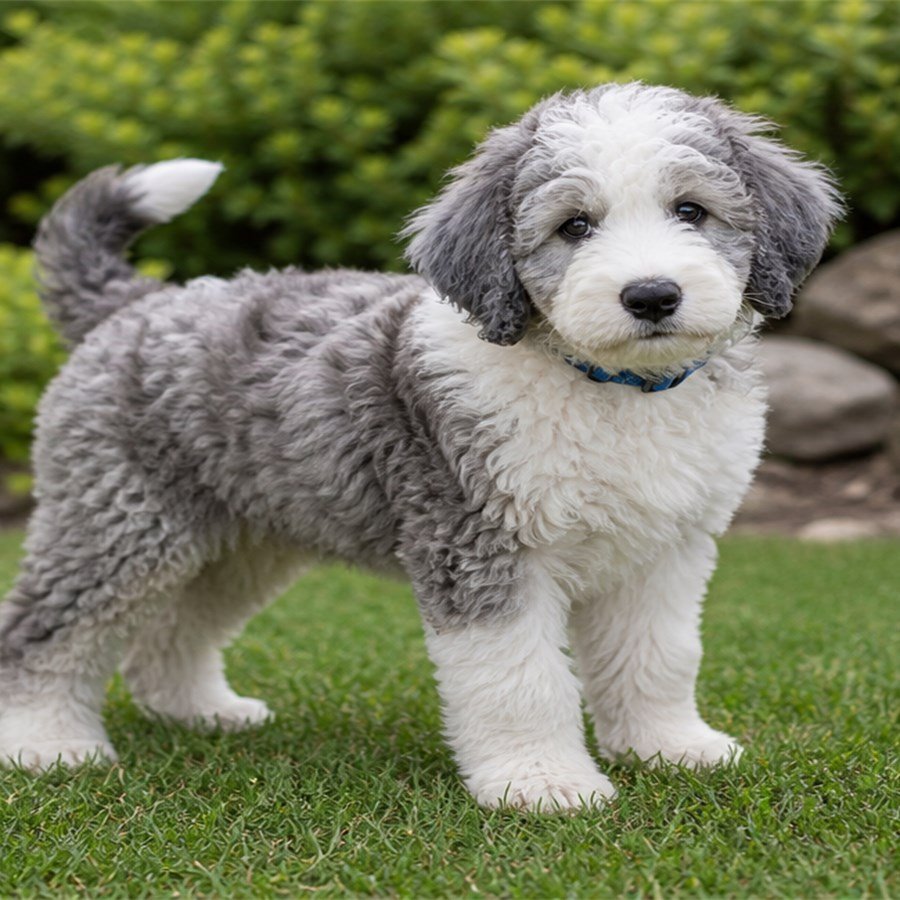 Winston