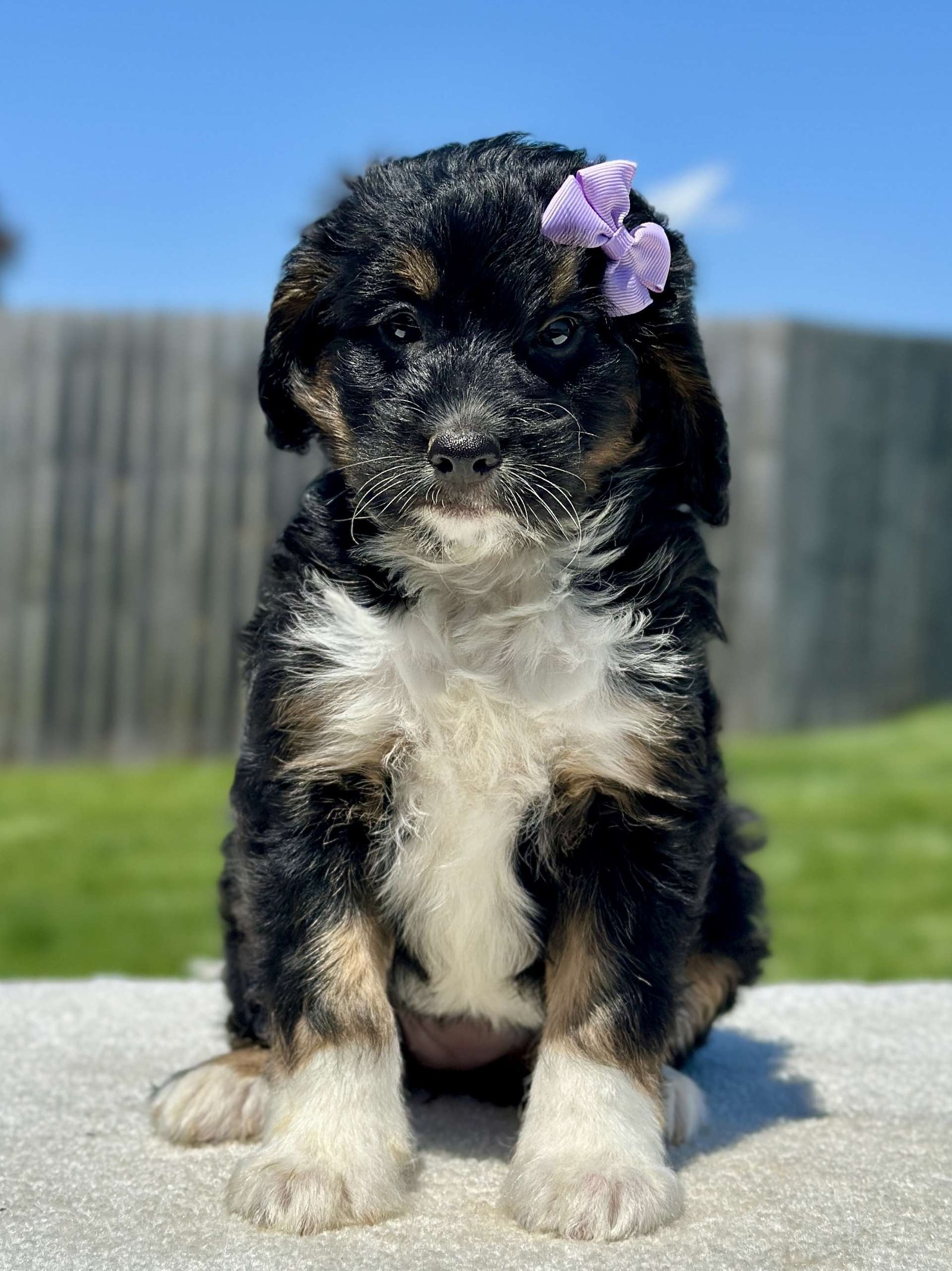 Hazel