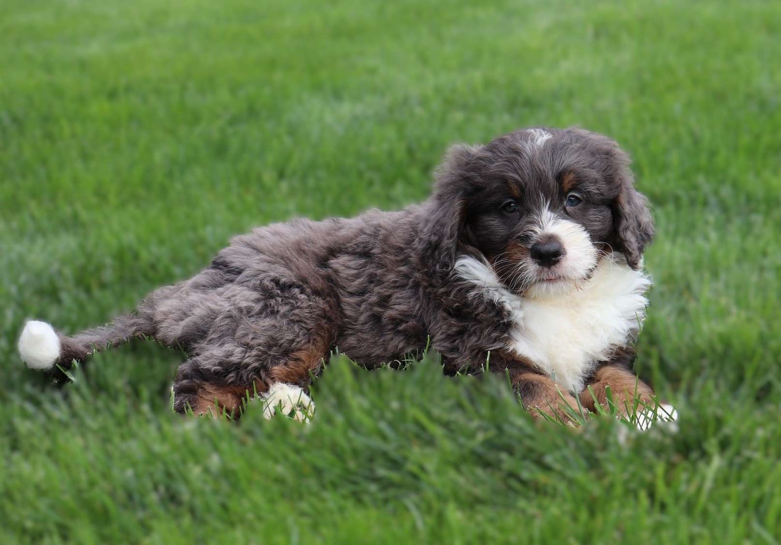 Otis