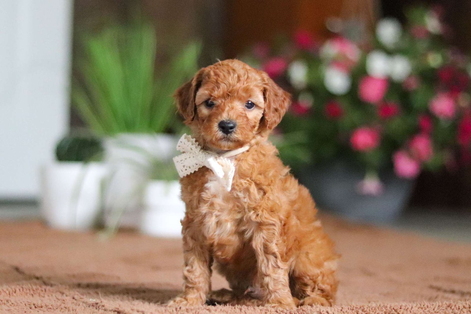 Coco