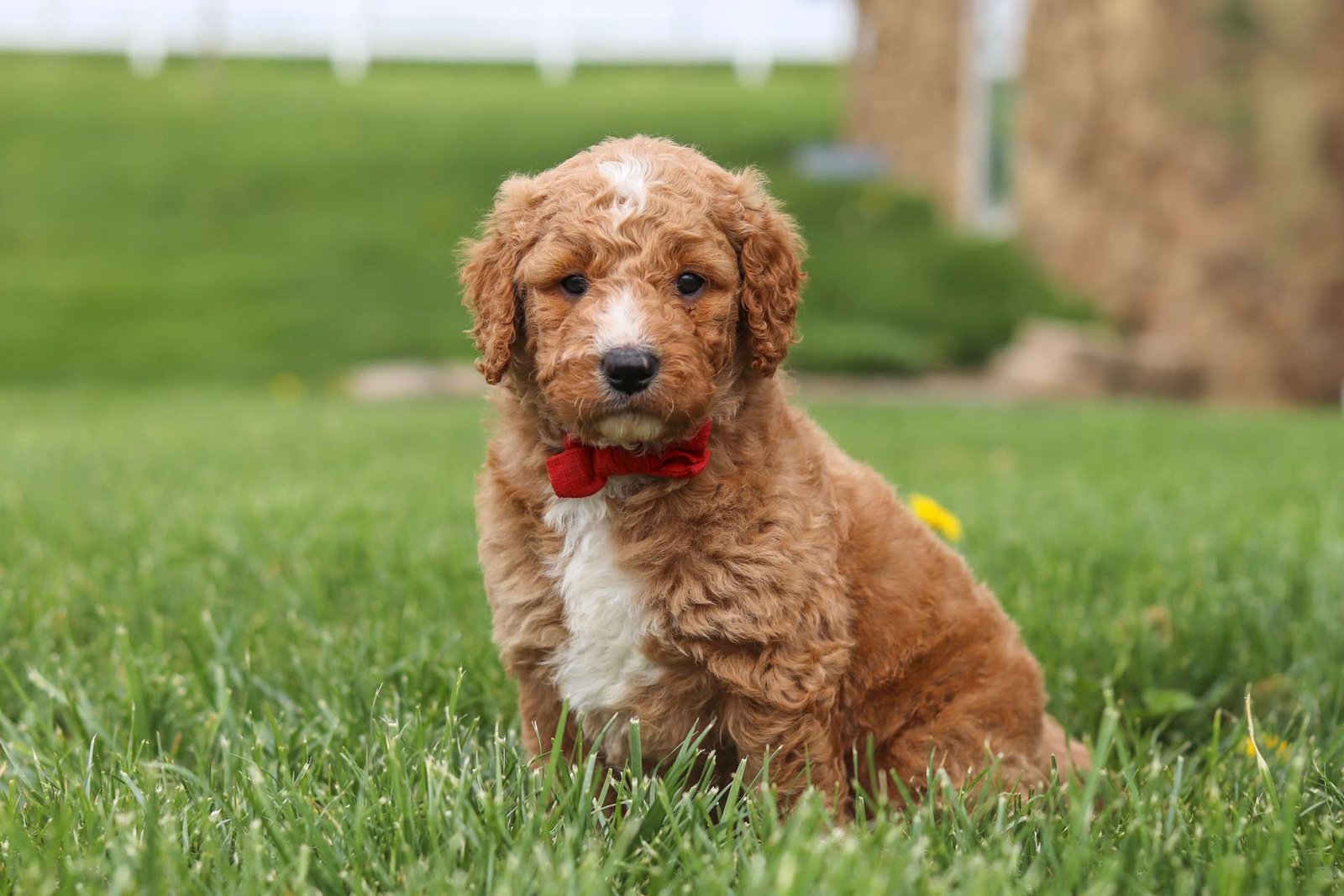 Teddy