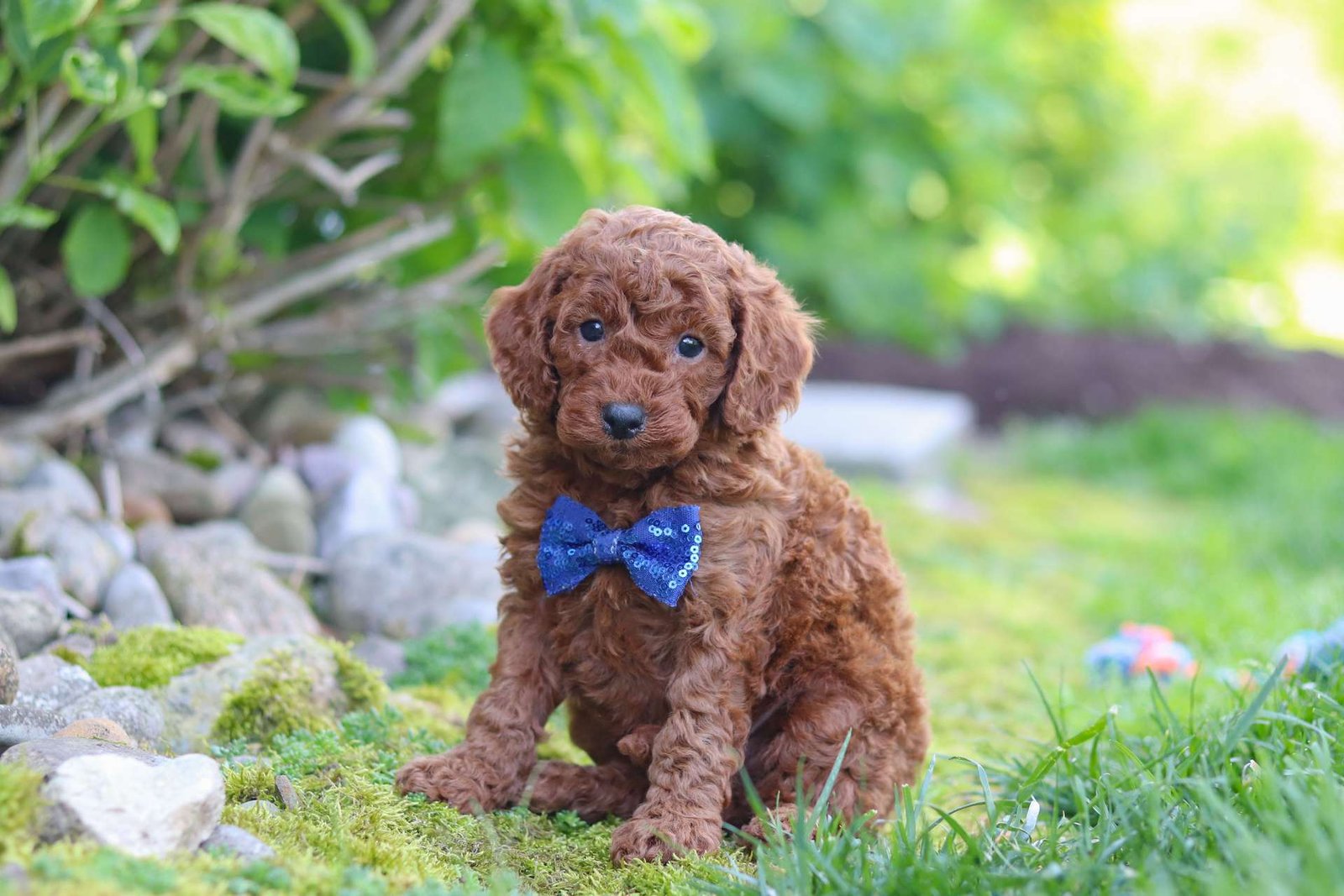 Finley