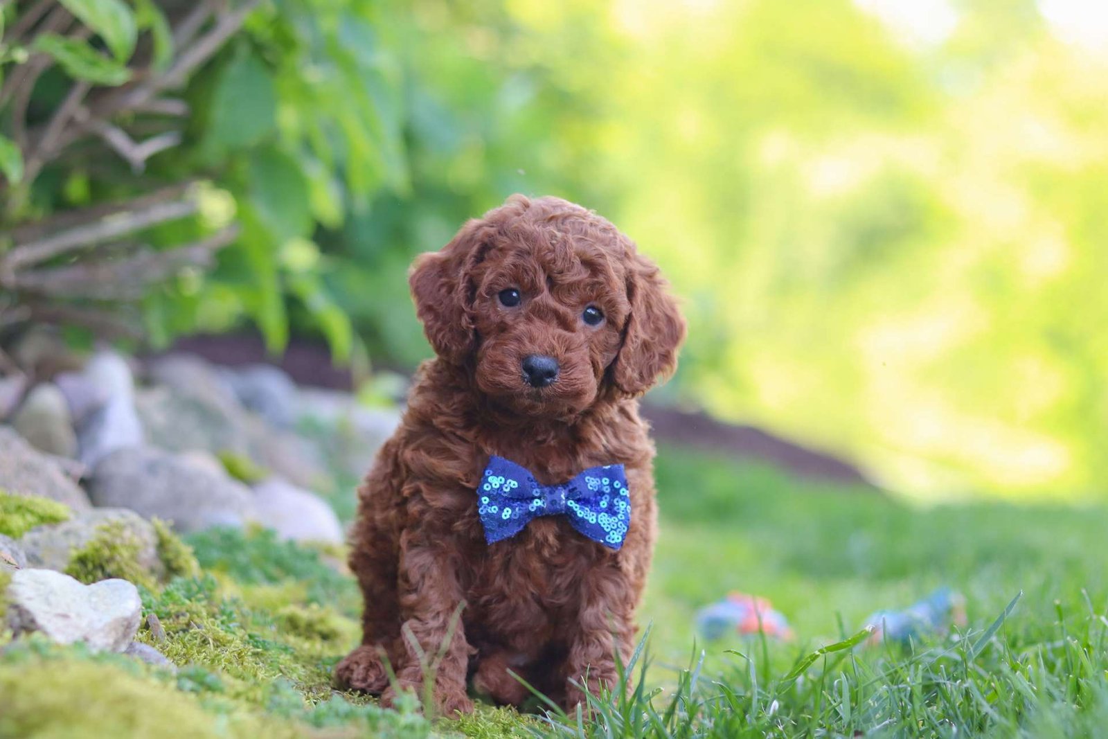 Finley