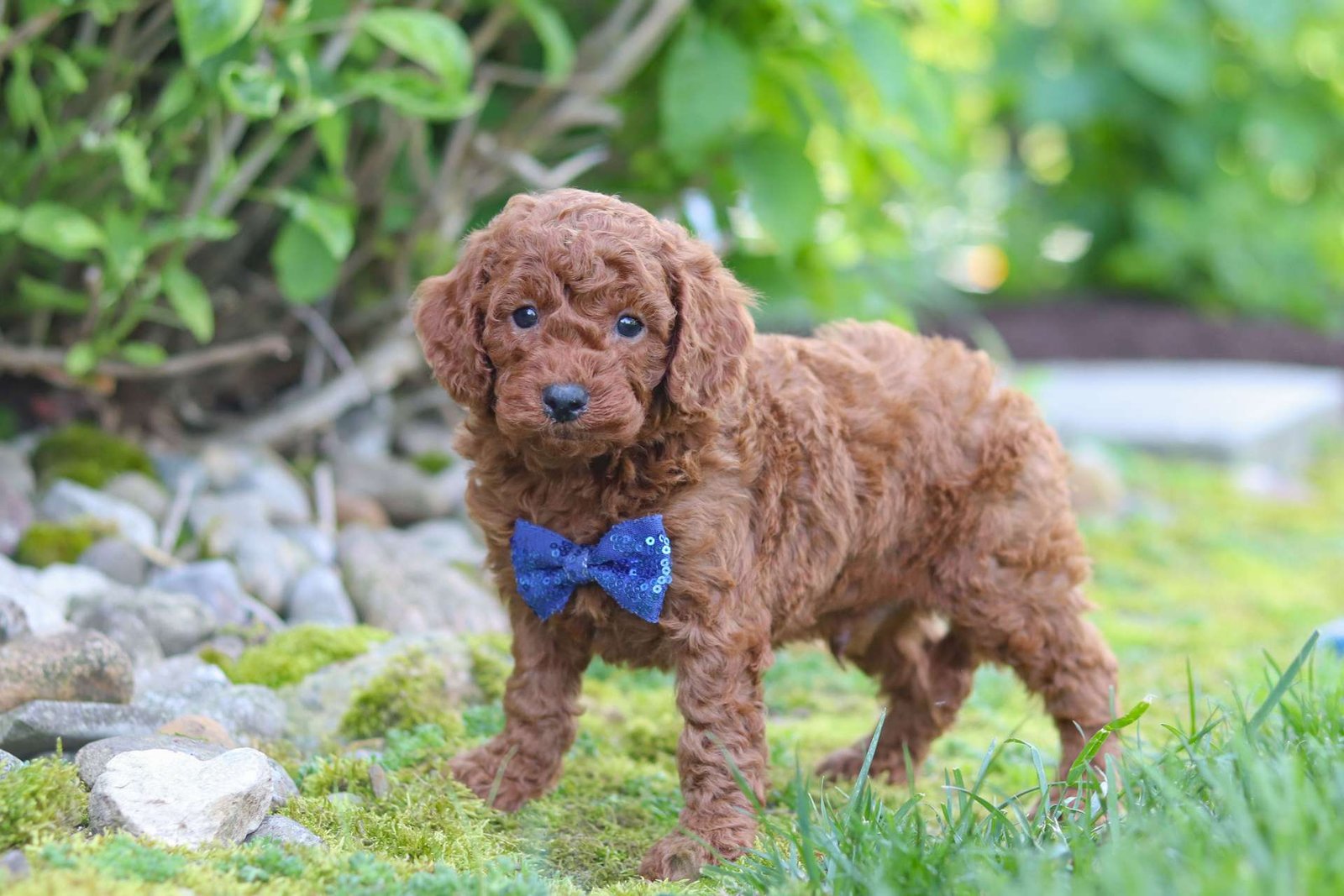 Finley