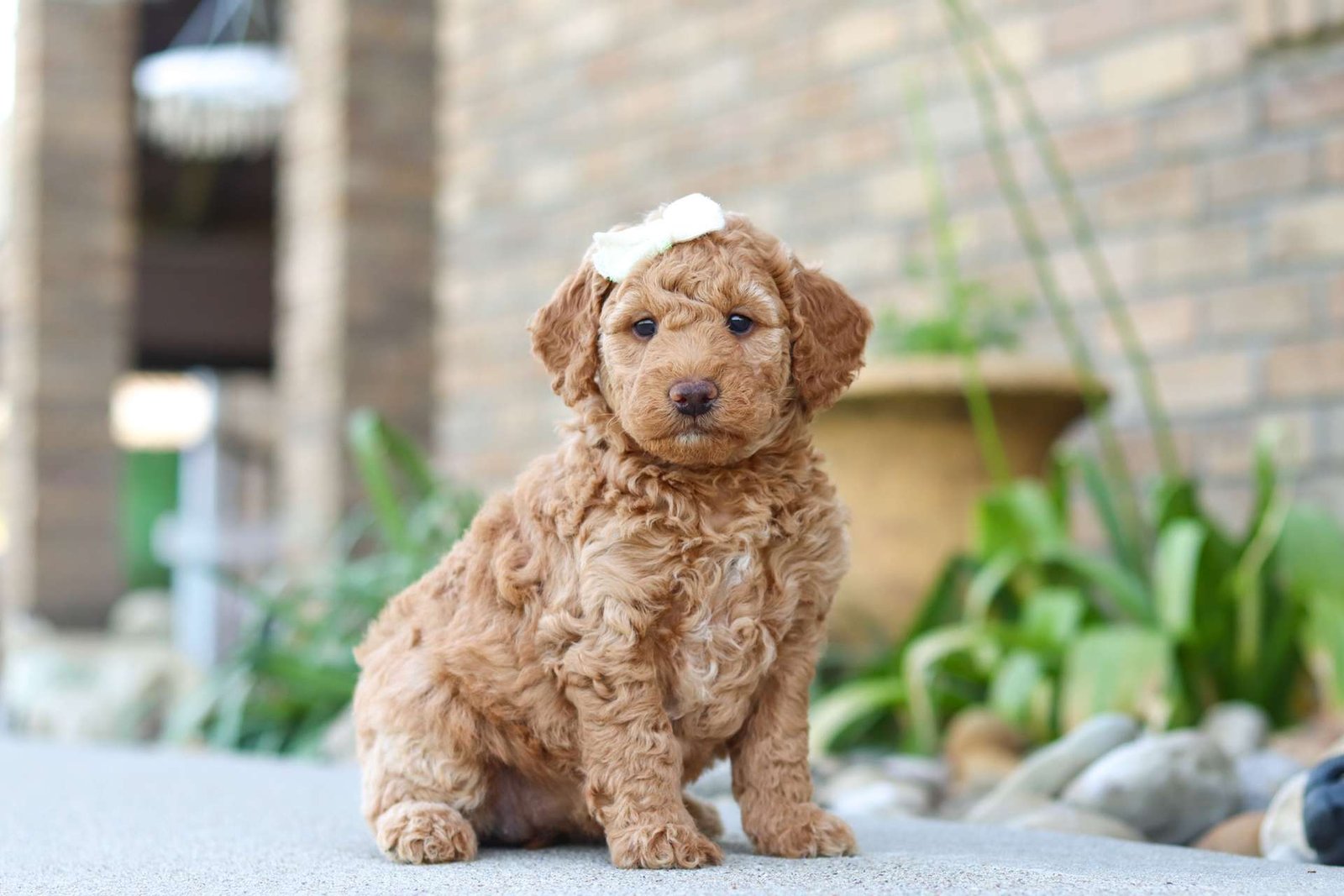 Tucker