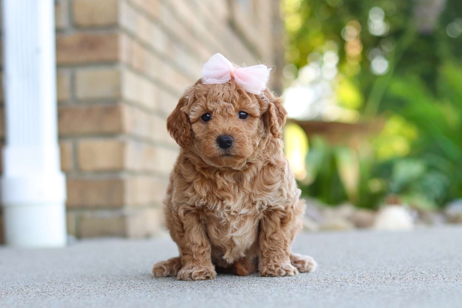 Murphy