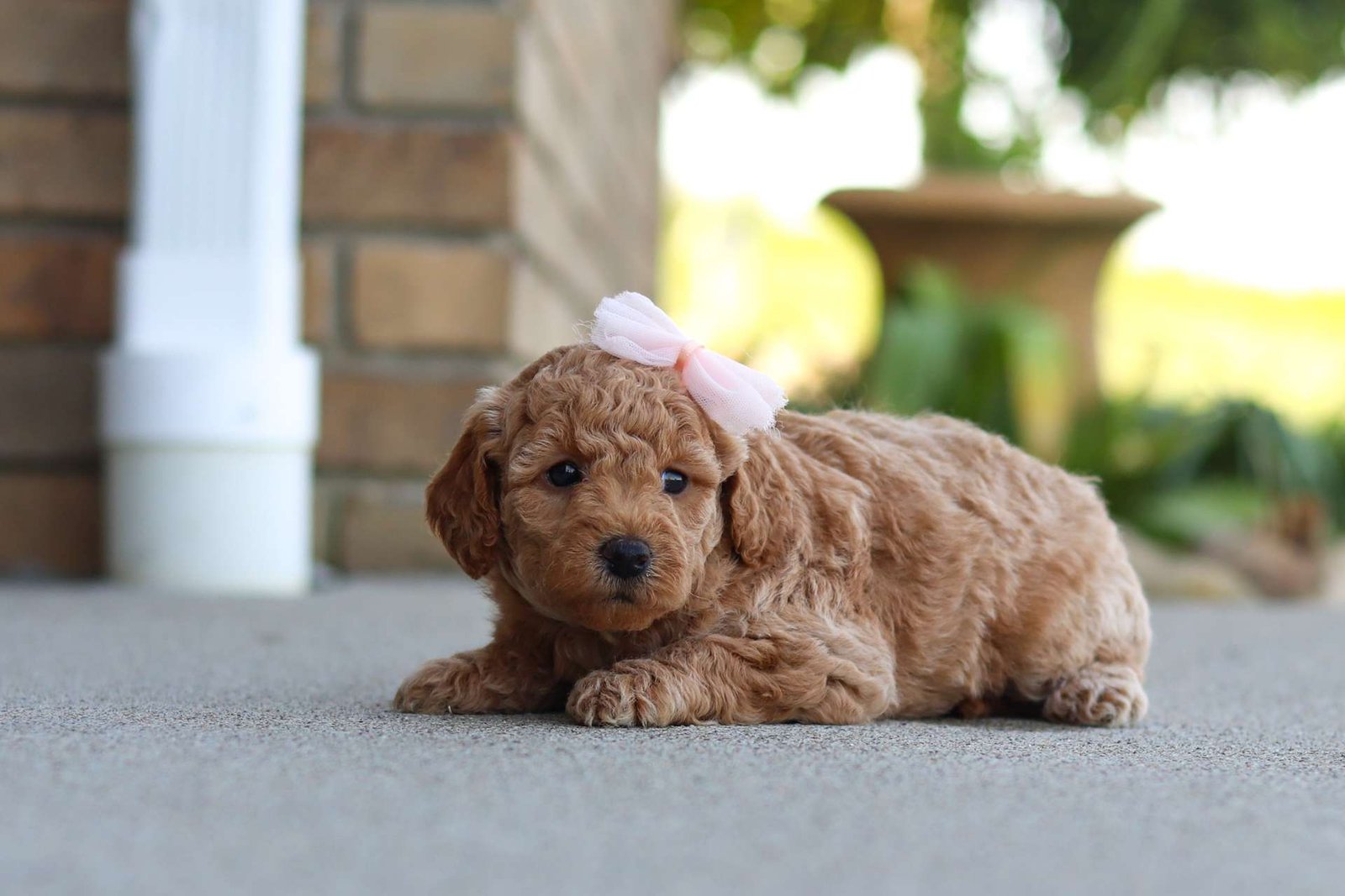 Murphy