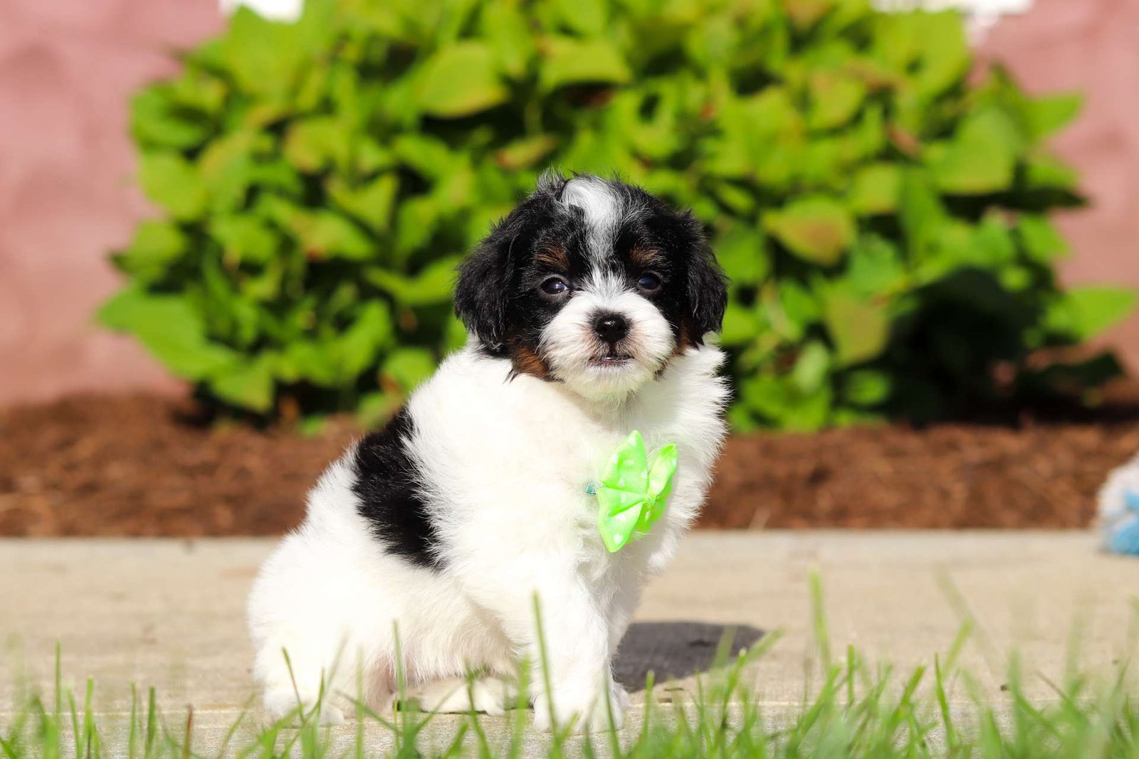 Milo